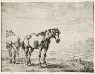 Dois cavalos de arado