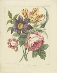 Bouquet de flores com peónia e tulipa
Um bouquet misterioso (título sobre o objecto)