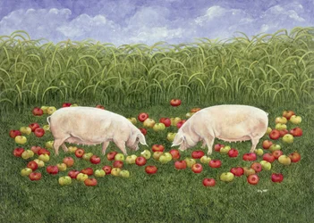Porcas de maçã