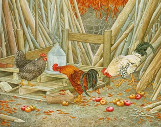 Ração de frango