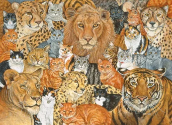 Propagação de gato semi selvagem