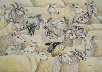 Cobertor De Ovelha
