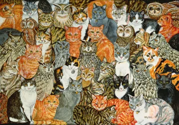 As corujas e os gatinhos