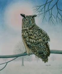 Coruja de inverno