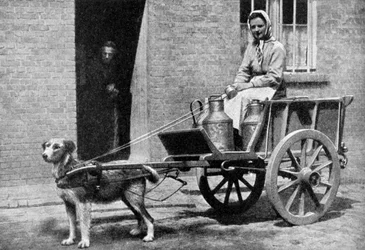 Leiteira belga em sua manhã, Bélgica, 1922.