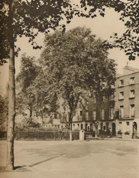 Em Landing-House: As árvores planas de Torrington Square, c1935.
