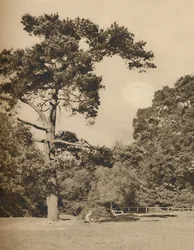 Em Hadley Woods, remanescente da floresta de caça real velha de Enfield Chase, c1935.