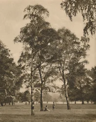 O trabalho de renda das folhas: uma manhã de verão no Hyde Park, c1935.