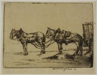 Dois cavalos
