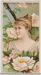 Bridal Rose: Happy Love, da série Floral Beauties and Language of Flowers N75 for..., 1892.