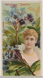 Heliotrópio: Devoção, da série Belezas Florais e Linguagem das Flores N75 para Du..., 1892.