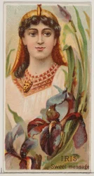 Iris: Sweet Message, da série Floral Beauties and Language of Flowers N75 para Duk..., 1892.