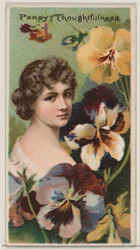 Pansy: Pensamento, da série Belezas Florais e Linguagem das Flores N75 para D..., 1892.