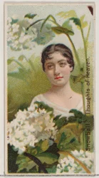 Bola de Neve: Pensamentos do Céu, da série Belezas Florais e Linguagem das Flores N75..., 1892.
