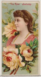 Tea Rose: Jealousy, da série Floral Beauties and Language of Flowers N75 para Duke..., 1892.