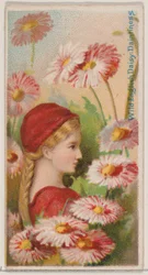 Wild English Daisy: Daintiness, da série Floral Beauties and Language of Flowers N..., 1892.