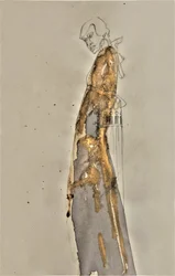 Figura Dourada e Esvoaçante