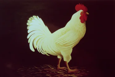 Galo (acrílico no painel)