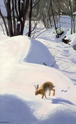 Lebre na neve