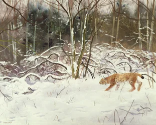 Lince e lebre