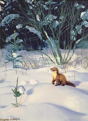 Pine Marten na neve