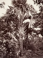 Grande Lataneiro, 1863.