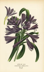 Nenúfar africano, Agapanthus africanus (Agapanthus umbellatus). Cromolitografia a partir de uma ilustração de Desire Bois de Edward Step