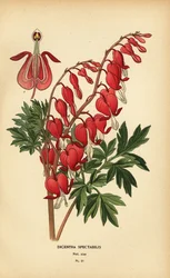 Coração sangrando asiático, Lamprocapnos spectabilis.