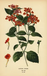 Sálvia grande, ghaneri ou tickberry, Lantana camara. Cromolitografia de uma ilustração de Desire Bois de Edward Step