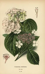 Hortênsia Bigleaf, Hydrangea macrophylla.