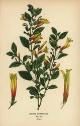 Fúcsia brasileira, Justicia floribunda (Libonia floribunda). Cromolitografia a partir de uma ilustração de Desire Bois de Edward Step
