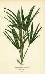 Palma de senhora de folha larga ou palma de bambu, Rhapis excelsa (Trachycarpus excelsus). Cromolitografia a partir de uma ilustração de Desire Bois de Edward Step