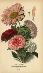 Variedades de áster da China, Callistephus x sinensis.