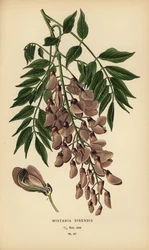 Glicínia chinesa, Wisteria sinensis.