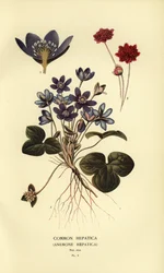 Hepática comum, Anêmona hepática.