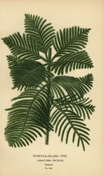 Pinheiro Cozinheiro, Araucária columnaris. (Pinho Norfolk Island, Araucária excelsa). Cromolitografia de uma ilustração de Desire Bois de Edward Step