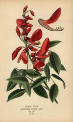 Árvore coral, Erythrina crista-galli.