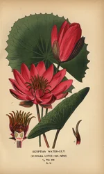 Nenúfar egípcio, lótus de Nymphaea.