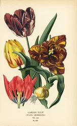 Tulipa de jardim, Tulipa gesneriana. Cromolitografia de uma ilustração de Desire Bois de Edward Step