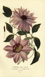 Variedades de jardim de clematite.