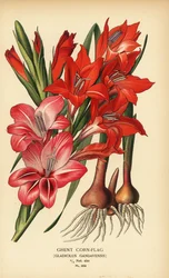 Ghent cornflag, Gladiolus x gandavensis. Cromolitografia de uma ilustração de Desire Bois de Edward Step