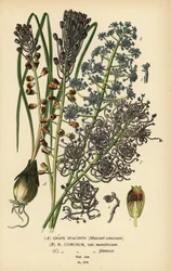 Jacinto da uva, Leopoldia comosa (Muscari comosum, var. monstrosum, var. plumosa). Cromolitografia a partir de uma ilustração de Desire Bois de Edward Step