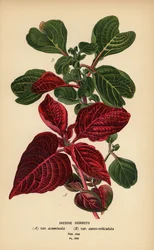 Variedades de folhas de sangue de Herbst, Iresine herbstii a) var. acuminata, b) var. aureo-reticulata. Cromolitografia a partir de uma ilustração de Desire Bois de Edward Step