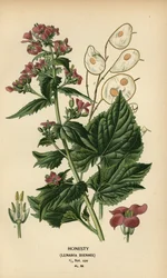 Honestidade, Lunaria annua.