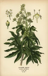 Aralia japonesa ou planta de papel de folha brilhante, Fatsia japonica.