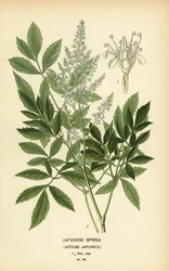 espireia japonesa, Astilbe japonica.
