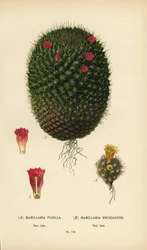 Mammillaria prolifera e Mammillaria rhodantha.