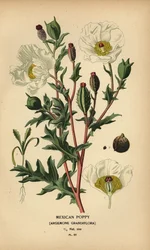 papoila mexicana, Argemone grandiflora.