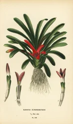 Nidularium scheremetiewii (Karatas scheremetiewi). Cromolitografia a partir de uma ilustração de Desire Bois de Edward Step