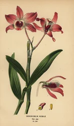Nobre orquídea dendrobium, Dendrobium nobile. Cromolitografia de uma ilustração de Desire Bois de Edward Step